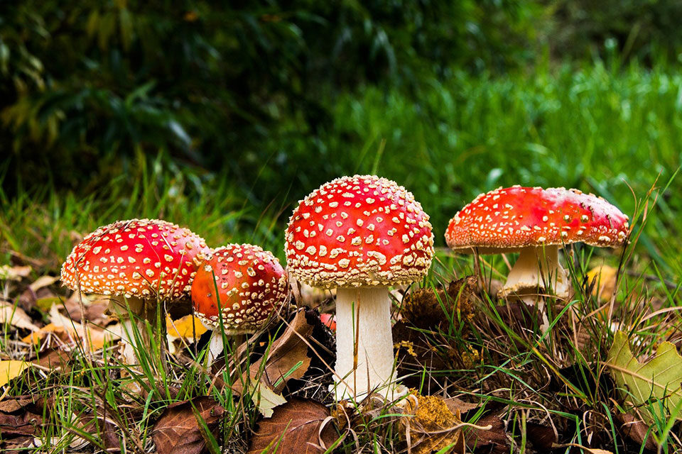 Fly Agaric Mushroom