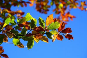 Beech Tree