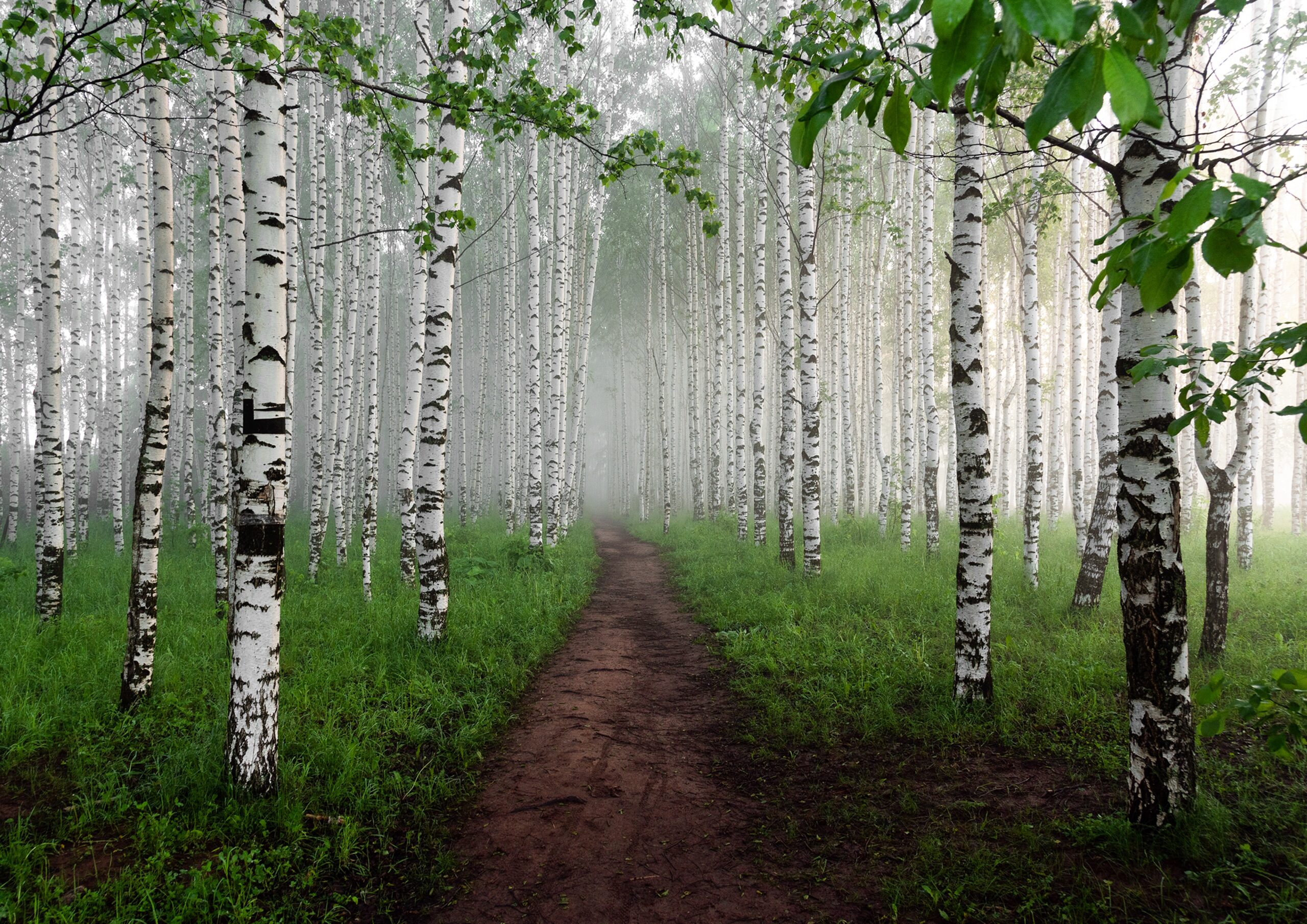 Birch trees planted in rows 