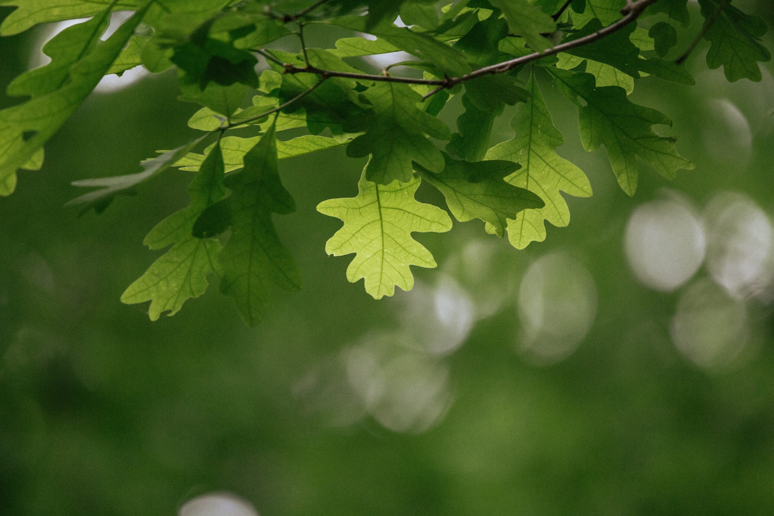 Oak Tree